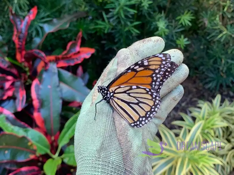A South Florida garden planted with mixed tropical species